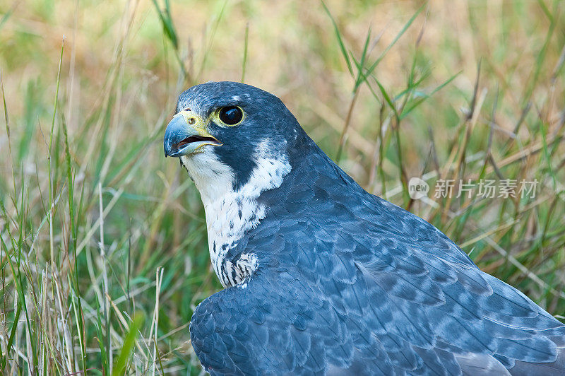 游隼或Peale's Peregrine Falcon, Falco peregrinus或Falco peregrinus Peale，也被简单地称为游隼，在北美历史上被称为“鸭鹰”，是隼科的一种世界性的猛禽。蒙大拿州Kalispell
